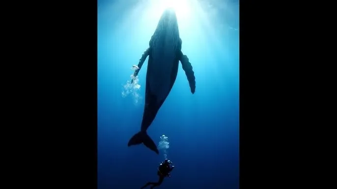 电视剧突围突围大结局 - 深蓝星球：探索海洋深处的未知世界